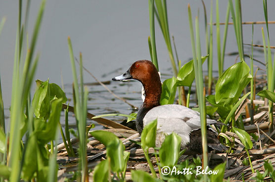 common pochard 